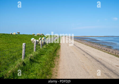 Sheep maintain short the grass on top of the dyke. Stock Photo