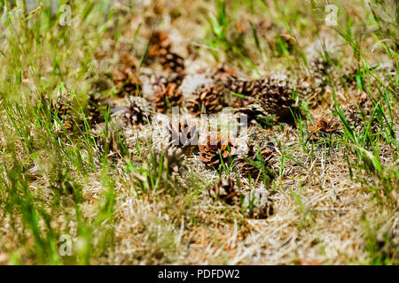 Pine cones are good and dry, and some are open. Green grass. Warm summer day. The forest in the background. Stock Photo