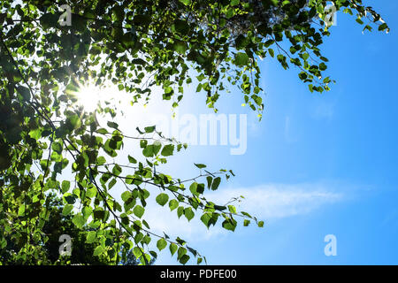 Birch grove in the morning, the sun through the trees, a horizontal composition. Blue sky. Birch branches against the sky. Stock Photo