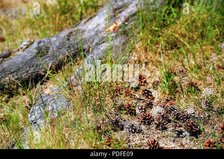 Pine cones are good and dry, and some are open. Green grass. Warm summer day. The forest in the background. Stock Photo