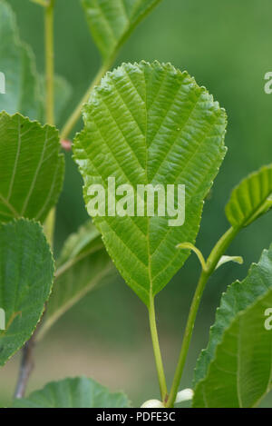 Young alder leaves, Alnus glutinosa, on the tree in spring, Berkshire, May Stock Photo