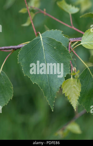 Young leaves of silver birch tree, Betula pendula, in spring, Berkshire, May Stock Photo
