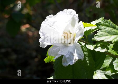 White hibiscus flowers Stock Photo