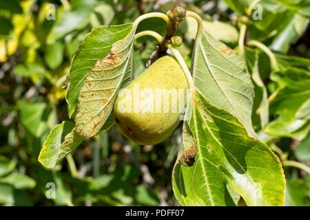 Figs growing on fig tree (Ficus carica) in East sussex, UK Stock Photo