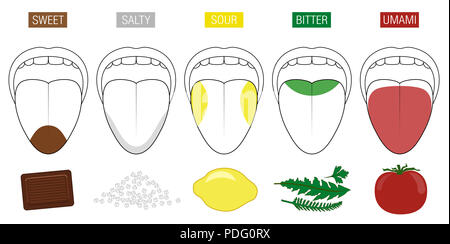 Tongue taste areas. Illustration with five sections - sweet, salty, sour, bitter and umami - represented by chocolate, salt, lemon, herbs ad tomato. Stock Photo