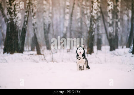 Siberian Husky Dog Sitting Outdoor In Snowy Field At Winter Day. Stock Photo