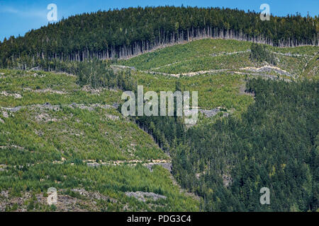 A large part of a mountainside in coastal British Columbia has been replanted, but logging roads, felled trees and slash still scar the landscape. Stock Photo