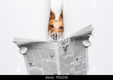 cool funny jack russell  dog reading a newspaper magazine Stock Photo