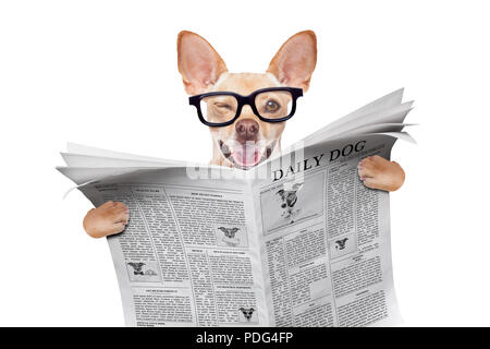cool funny chihuahua dog reading a blank empty  newspaper or magazine wearing reading glasses Stock Photo