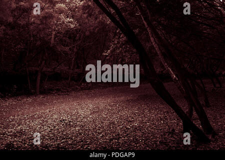 Leaf strewn path through the Laurasilve forest in Anaga, Tenerife, Canary Islands, Spain Stock Photo