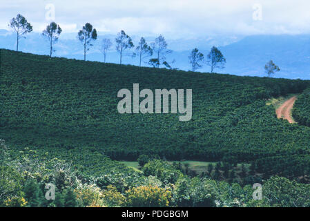 Coffee plantation on Poas Volcano, Costa Rica. Photograph Stock Photo