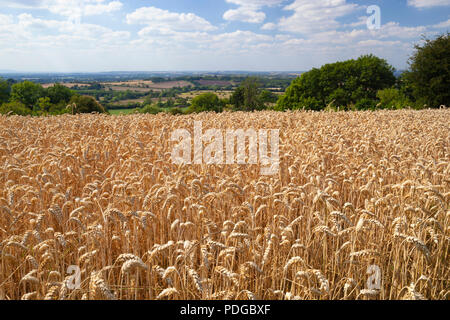 Ripe yellow-brown wheat field with countryside behind in summer, Mickleton, Cotswolds, Gloucestershire, England, United Kingdom, Europe Stock Photo