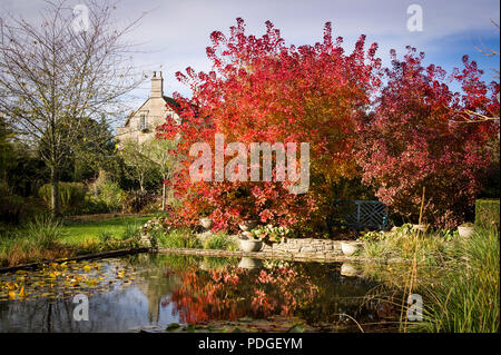 Autumn tints in an English garden with reflections of colourful Cotinus trees in November Stock Photo