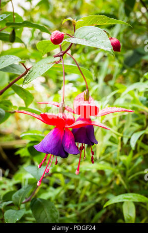 Flowers of hardy Fuchsia Mrs Popple in October and will continue flowering until the first frosts in an English garden Stock Photo