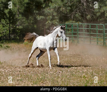 exquisite arabian horse mare galloping free in a pasture with a forest background Stock Photo