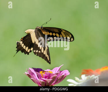 Giant Swallowtail Butterfly in Flight Stock Photo