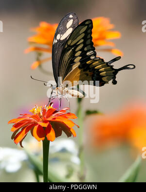 Giant Swaloowtail Butterfly Feeding with Orange Zinnia Stock Photo