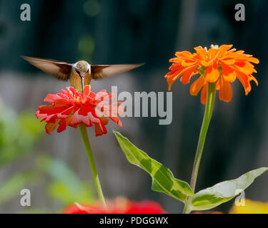 Head on Hummingbird with Two Zinnia Flowers Stock Photo