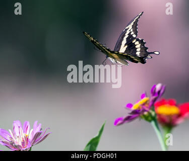 Swallowtail Butterfly in Flight Stock Photo