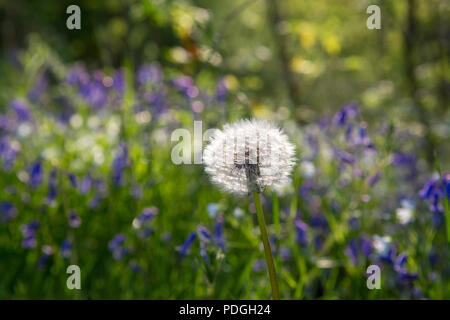Backlit spring forest floor with Dandelion seed heads and purple flowering Bluebells. Stock Photo
