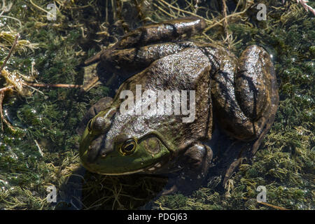 American Bullfrog (Lithobates catesbeianus) from Otero County, Colorado, USA. Stock Photo