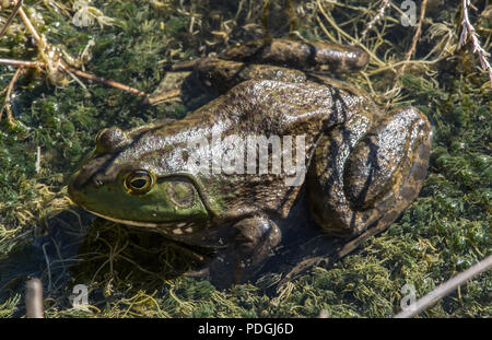 American Bullfrog (Lithobates catesbeianus) from Otero County, Colorado, USA. Stock Photo