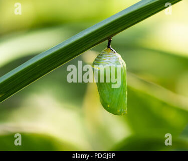 A monarch butterfly chrysalis, Danaus plexippus, hanging from the leaf of a day lily plant in a garden in Speculator, NY USA