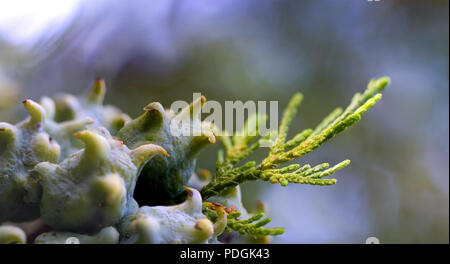 Incense cedar tree Calocedrus decurrens branch close up. Thuja cones branch pattern. Conifer seeds of cypress on green background, macro Stock Photo