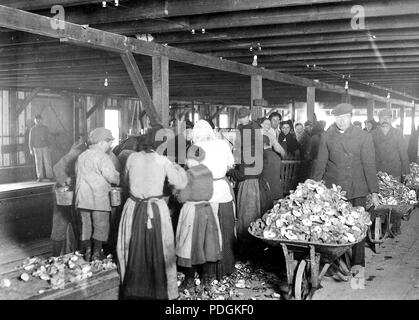 Shucking oysters in Alabama Canning Co. Small boy in left is Mike Murphy, ten years old, February 1911 Stock Photo