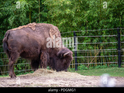 American bison Bison bison feeding on hay in a zoo exhibit  Stock Photo