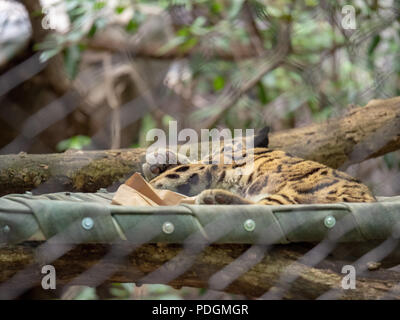 Clouded leopard Neofelis nebulosa sleeps inside of a enclosure at a zoo exhibit  Stock Photo