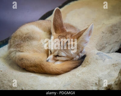 Fennec fox vulpes zerda sleeping peacefully in a curled up position Stock Photo