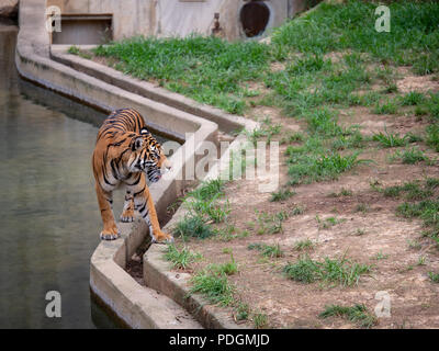 Sumatran tiger Panthera tigris sondaica walks along concrete barrier at a zoo enclosure 