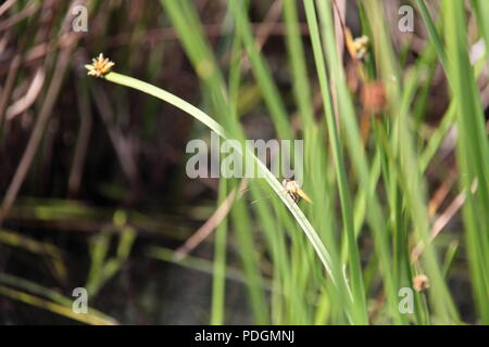 Yellow Emperor Dragonfly (Anax Papuensis) Resting on Knotted Club Rush Along Edge of Pond Stock Photo