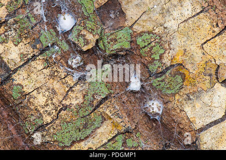 Spider eggs in cocoons on a tree trunk, Cape Tribulation, Far North Queensland, FNQ, QLD, Australia Stock Photo