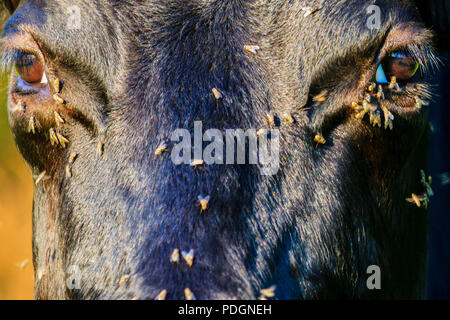 flies crawl into the eye to the cows in the summer heat , pets, farm animals Stock Photo