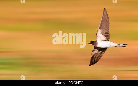 young barn swallow flies fast, wildlife, birds Stock Photo