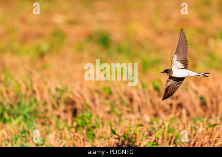 Young Swallow flies over a field , wildlife, birds Stock Photo
