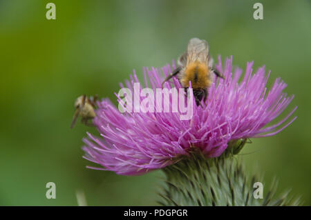 Bees at work on a mountain purple flower of thistles with green-yellow bokeh, close up detail, landscape format Stock Photo