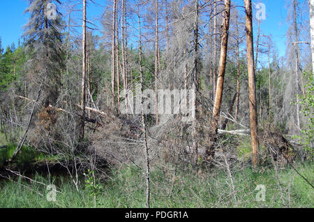 A forest with fallen trees after a storm Stock Photo