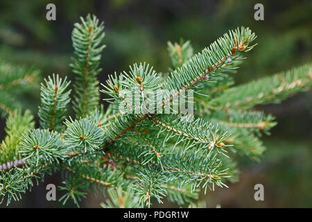 Pine Needles. Jasper National Park, Alberta, Canada Stock Photo