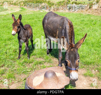 Equus asinus, Donkey mare and foal Stock Photo