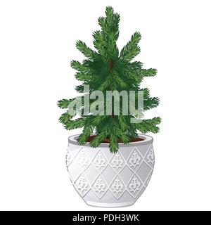 Office fir tree growing in ceramic pot in vintage style isolated on white background. Miniature potted plants in the style of New year and Christmas for home and office. Vector spruce. Stock Vector