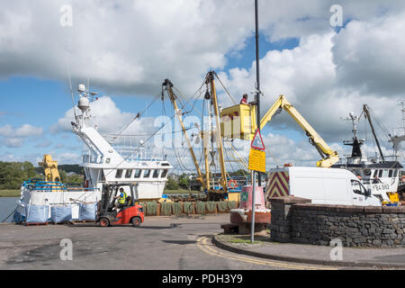 A view of Kirkcudbright Harbour which shows a catch of shellfish being unloaded from a fishing boat. Stock Photo