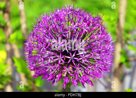 Blooming purple Allium in the garden Stock Photo