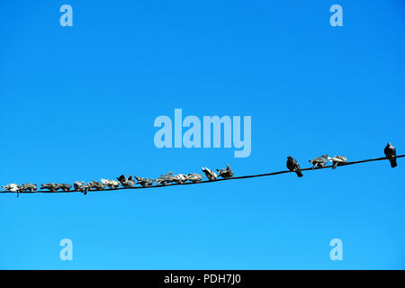 doves on wireMany pigeons sitting on the wire. Against the blue sky. Stock Photo