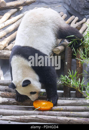 Nanjin, Nanjin, China. 10th Aug, 2018. Nanjing, CHINA-The giant pandas Hehe and Jiujiu celebrate their 3rd birthday at Hongshan Forest Zoo in Nanjing, east China's Jiangsu Province. Credit: SIPA Asia/ZUMA Wire/Alamy Live News Stock Photo