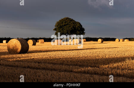 Rousdon, near Lyme Regis, East Devon, UK. 10th August 2018. UK Weather: Early morning sun and dark brooding clouds in Rousdon, East Devon. The early morning sun glows through dark storm clouds lighting up a field of straw bales and casting long shadows ahead of heavy downpours in rural East Devon. Credit: Celia McMahon/Alamy Live News Stock Photo