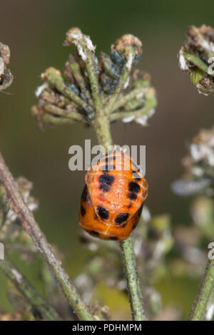 Pupa of the harlequin ladybird (Harmonia axyridis), also known as multicolored Asian, or Asian ladybeetle Stock Photo