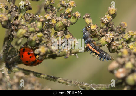 Adult harlequin ladybird (Harmonia axyridis), also known as multicolored Asian, or Asian ladybeetle, and its larva close together on the same plant Stock Photo